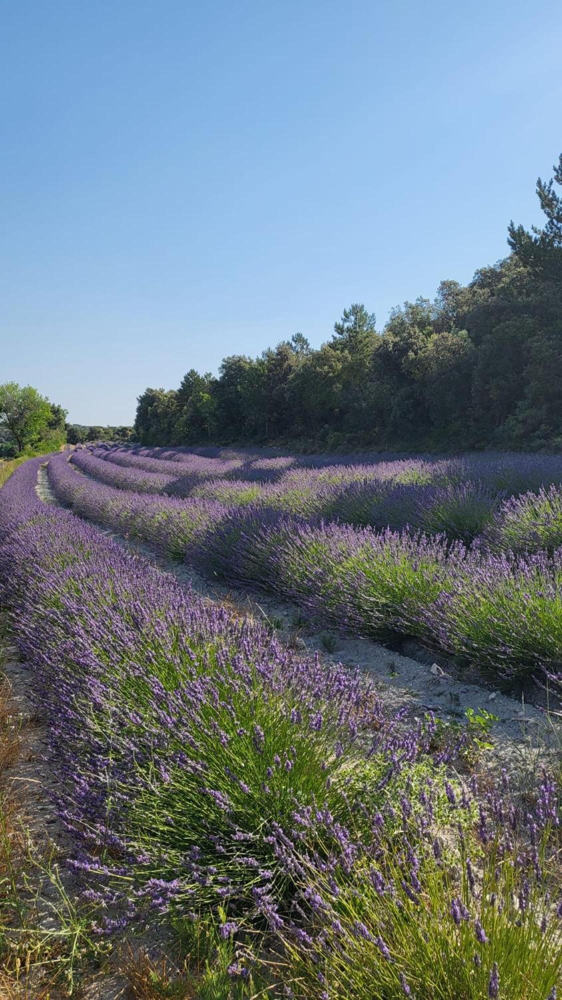 Holiday home Le Bastidon, Des Lucioles En Provence